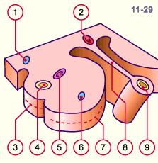 media/module20/t3d1_excretmeso.gif