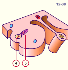 media/module20/t3d2_excretmeso.gif