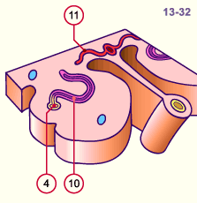 media/module20/t3d3_excretmeso.gif