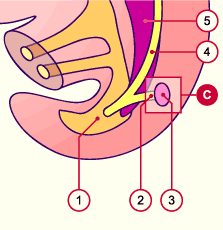 media/module20/t4b1_calices.gif