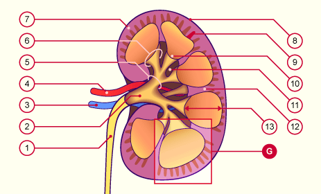 media/module20/t4n1_anat.gif