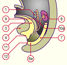 media/module20/t4p3_migr_sans_fleche.gif