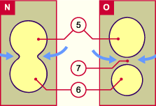 media/module20/t5b3_sepcloac.gif