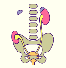 media/module20/t6e_ectopibas.gif