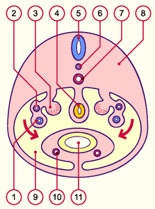 media/module21/u3w1_formligam.gif