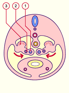 media/module21/u3w2_formligam.gif