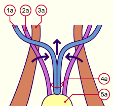 media/module21/u3yg2_diffuterus.gif