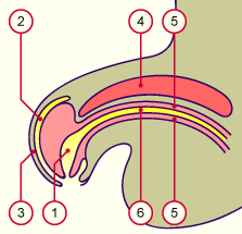 media/module21/u3zc2_formpenis.gif