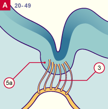 media/module22/v10m_olfact_st20.gif