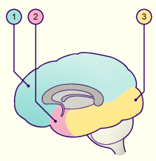 media/module22/v11a_int_vascul.gif