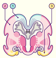 media/module22/v11b_vascul.gif