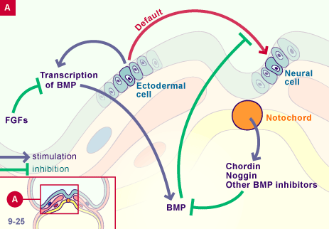 media/module22/v2e_schemInducNeural.gif