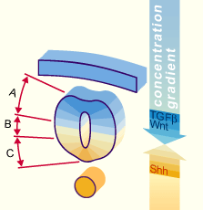 media/module22/v2f3_PolarDorsoVentr.gif