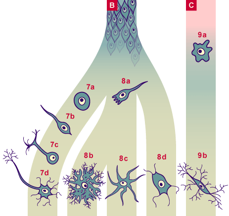 media/module22/v4c_cellulderiveesBC.gif