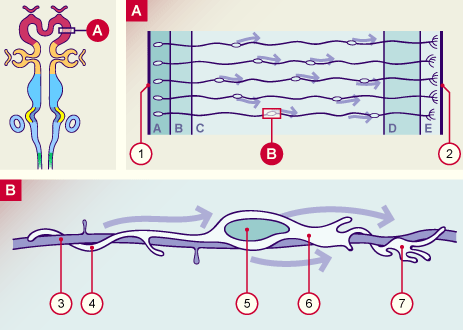 media/module22/v6e_migrcel.gif