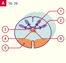 media/module22/v7a_developrostralA_st16.gif