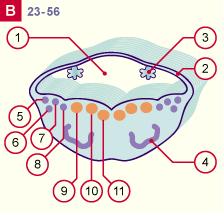 media/module22/v7a_developrostralB_st23.gif