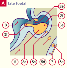 media/module22/v7f_adenohypo_late.gif