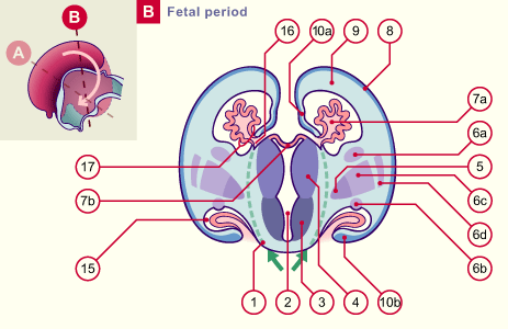 media/module22/v9c_develtelencephB_w12.gif