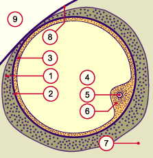 media/module4/d1e_GraafFollikel.gif