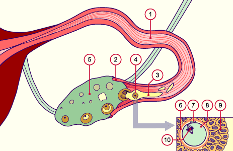 media/module4/d1n_eiabnahmec.gif