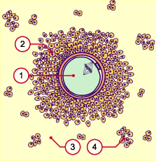 media/module4/d1o_EizelPostovul.gif