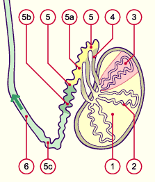 media/module4/d2c_hodennebenhoden.gif