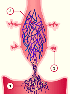 media/module4/d3b_muttermundeng.gif