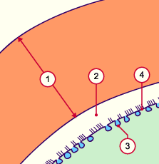 media/module4/d5d_polyspermie.gif