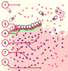 media/module6/g1bv_desquam.gif