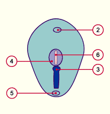 media/module7/h2c_ligneprim17.gif