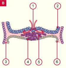 media/module7/h2fb_feuilletprim.gif