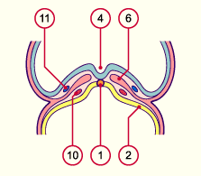 media/module7/h2ic2_cstad9_25.gif