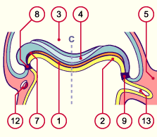 media/module7/h2ic3_astad10_28b.gif