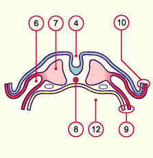 media/module7/h2lb_mesolat.gif