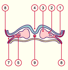 media/module7/h2mb_coelom.gif