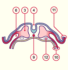 media/module7/h2mc_coelom.gif