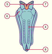 media/module7/h2nd_neurulation.gif