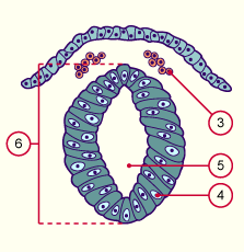 media/module7/h2od_creteneuro.gif