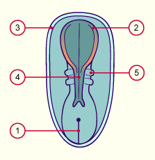 media/module8/carnegie/h2nb_neurulation_synop.gif