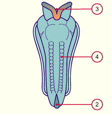 media/module8/carnegie/h2nd_neurulation_synop.gif