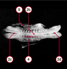 media/module8/carnegie/i1_kyotostad10bsml.jpg