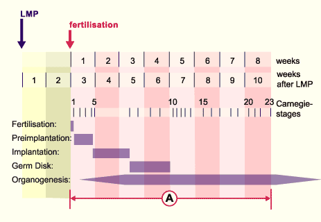 media/module8/carnegie/i1a_stade.gif