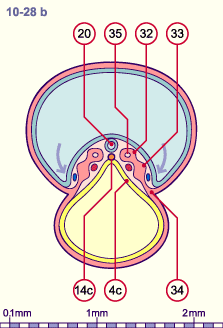 media/module8/i4_cstadNumeros/i4_cstad10_28bN.gif