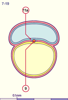 media/module8/i4_cstadNumeros/i4_cstad7_19N.gif