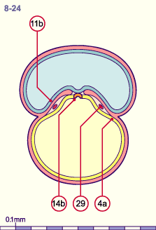 media/module8/i4_cstadNumeros/i4_cstad8_24N.gif