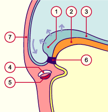 media/module8/i4e_plicephal27.gif