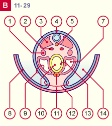 media/module8/i4j_coupB_st11.gif