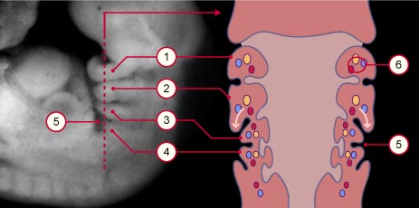 media/module8/i6d_embryocervic32j.jpg