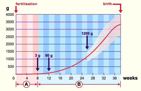 media/module9/j2b_gewichts.gif